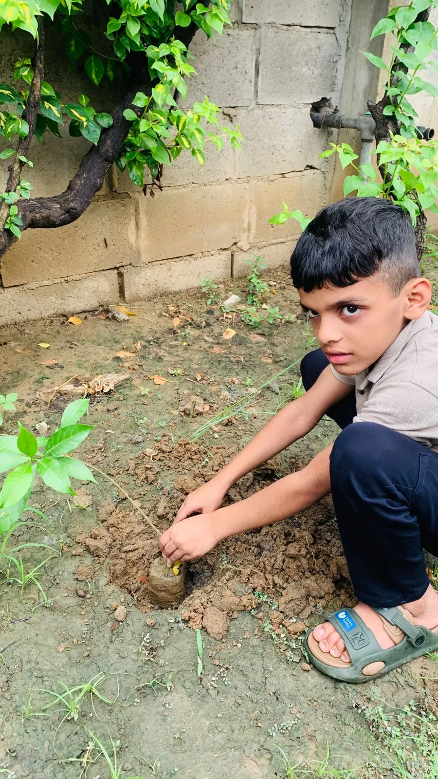 Van Mahotsav Tree Plantation, photo 20